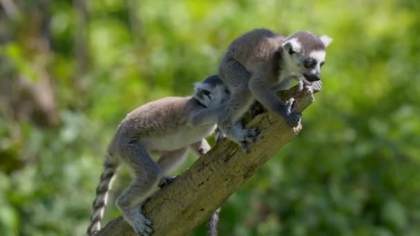マダガスカルで野生の赤ちゃんのレモンの選択的フォーカスショット — ストック動画