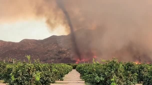 耕作地でのカリフォルニア山火事大規模な暗い煙の柱火から飛び去る鳥 — ストック動画
