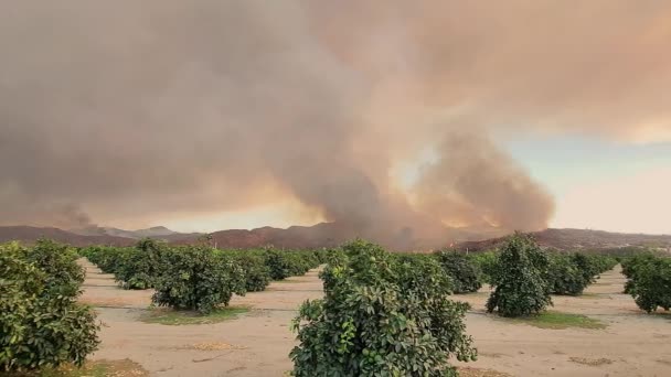 美国加利福尼亚州海密特市 当破坏性的费尔维野火逼近农场和农作物时 在远处的果园里 天空中充满了浓浓的黑烟 — 图库视频影像