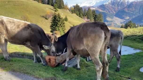 Doméstico Brown Swiss Cattles Água Potável Bruto Nos Alpes Montanha — Vídeo de Stock