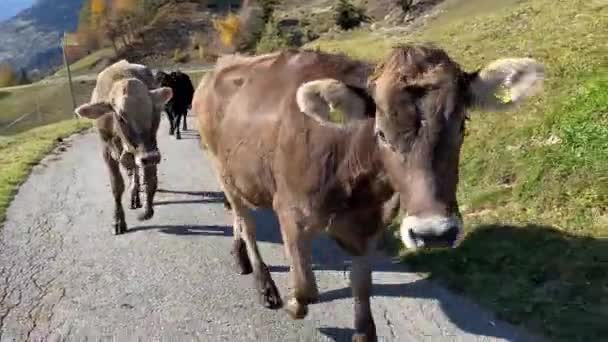 Ελεύθερης Βοσκής Ελβετικά Βοοειδή Που Περπατούν Στο Στενό Δρόμο Μια — Αρχείο Βίντεο