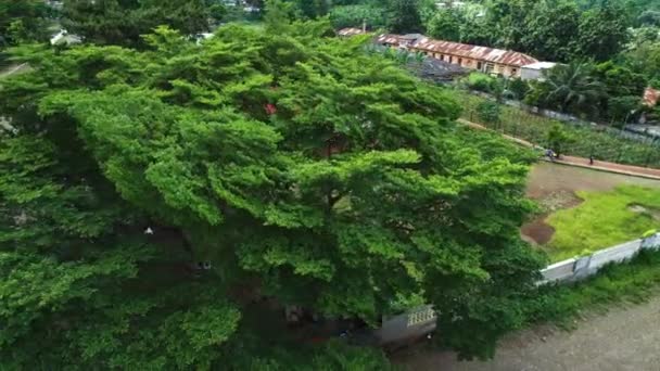 Aerial View Tree Revealing School Roa Agostinho Neto Town Sao — Stock Video