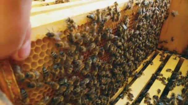 在典型的六角形梳子上 用装满蜜蜂的木制框架观看蜂房 — 图库视频影像