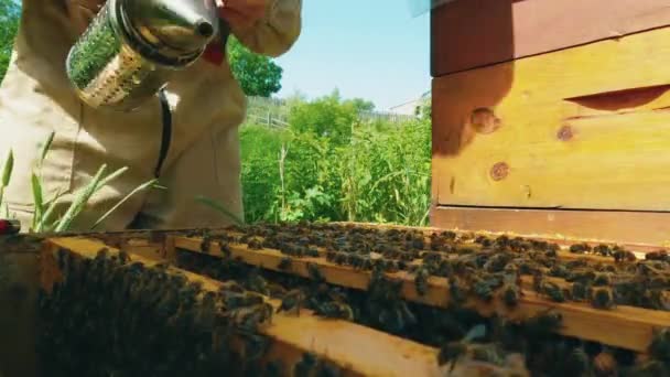 Zbliżenie Rąk Pszczelarza Używającego Palacza Uspokojenia Pszczół Drewnianych Plastrach Miodu — Wideo stockowe