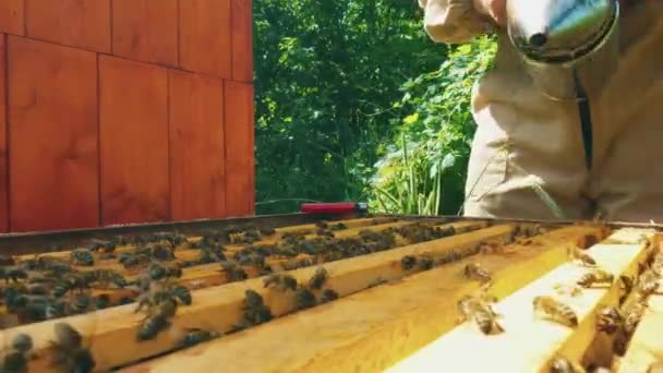 带烟机和工具的养蜂人调整蜂窝框架之间的间隙 — 图库视频影像