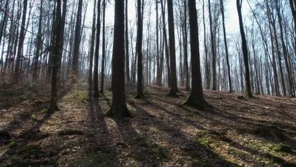 在阳光普照的德国 Pov穿越枯燥无味的春天森林 空中风景 — 图库视频影像