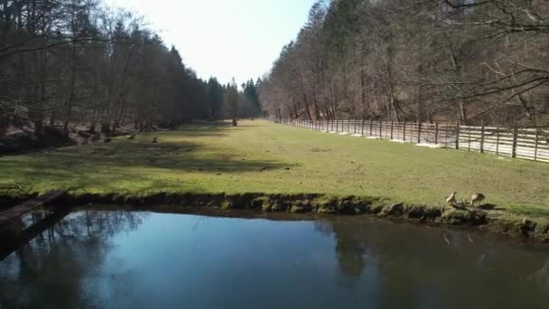Pond Wildpark Budingen Tavasz Napsütötte Németország Húzza Vissza Légi Felvétel — Stock videók