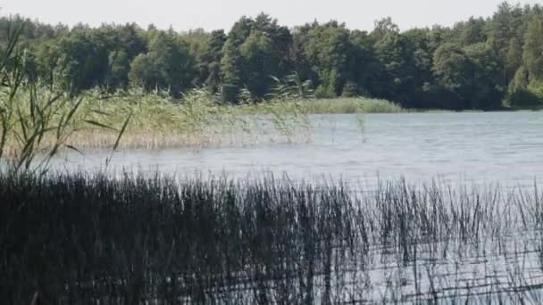カズブスキーのWdzyzze Lake海岸で見られた杖とリードは ポメラニアのVoivoidshipのKrajobrazowy公園 スタティックショット — ストック動画