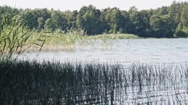 Cana Junco Visto Wdzydze Lake Shore Kaszubski Parque Krajobrazowy Voivodia — Vídeo de Stock