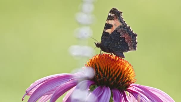 Bir Küçük Kaplumbağa Kabuğu Kelebeği Güneş Işığında Turuncu Koni Çiçeğiyle — Stok video