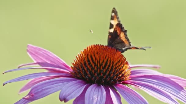 1羽の小さな亀甲蝶の餌太陽の光の中でオレンジ色の花に マクロショットを閉じる — ストック動画