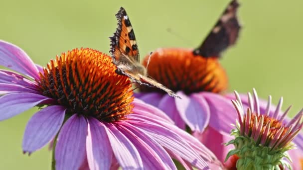 Par Två Fjärilar Äter Nektar Från Orange Coneflower Makro Statisk — Stockvideo