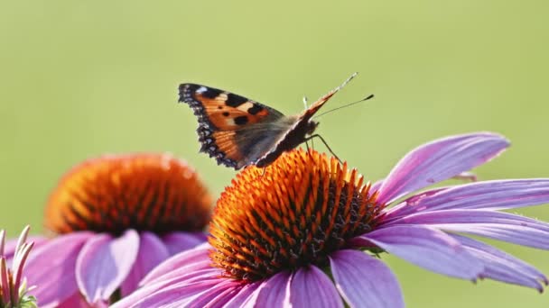 単小亀甲蝶の餌太陽の光でオレンジ色の花に マクロショットを閉じる — ストック動画