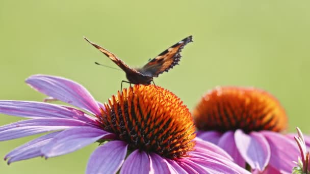 Bir Küçük Kaplumbağa Kabuğu Kelebeği Turuncu Koni Çiçeğini Açıyor Yakın — Stok video