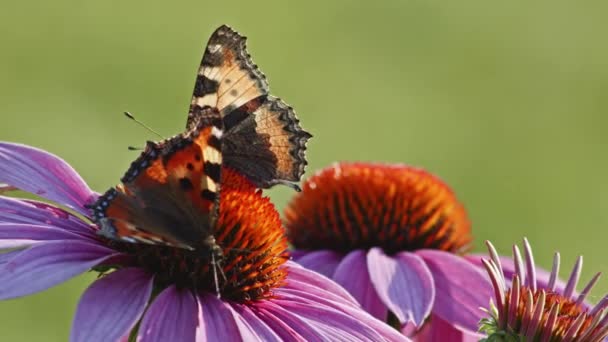 2匹の小さな亀の蝶の餌太陽の光の中でオレンジ色の花に マクロショットを閉じる — ストック動画