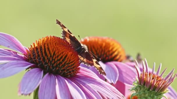 Вид Спереди Маленькую Черепаховую Бабочку Питающуюся Оранжевым Конфлором Солнечном Свете — стоковое видео
