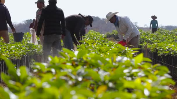 Filmato Gruppo Agricoltori Che Applicano Fertilizzanti Una Piantagione Avocado — Video Stock