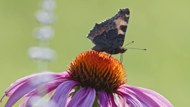 Satu Butterfly Kecil Kura Kura Duduk Orange Coneflower Bawah Sinar — Stok Video