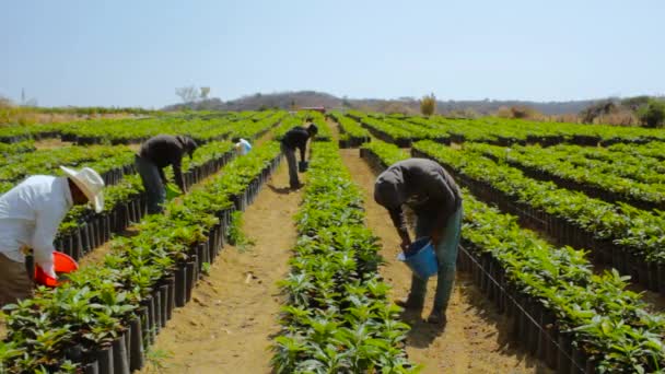 Záběry Skupiny Zemědělců Kteří Používají Hnojivo Rostliny Avokáda — Stock video