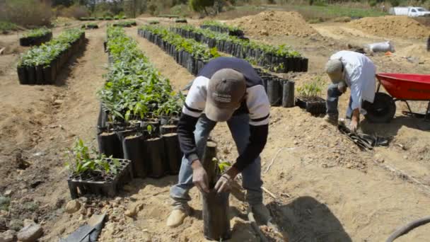 Filmación Los Agricultores Trasplantando Preparando Las Plantas Aguacate Para Transporte — Vídeos de Stock