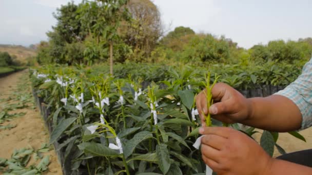 Footage Farmer Showing Grafting Process Avocado Plants — Stock Video