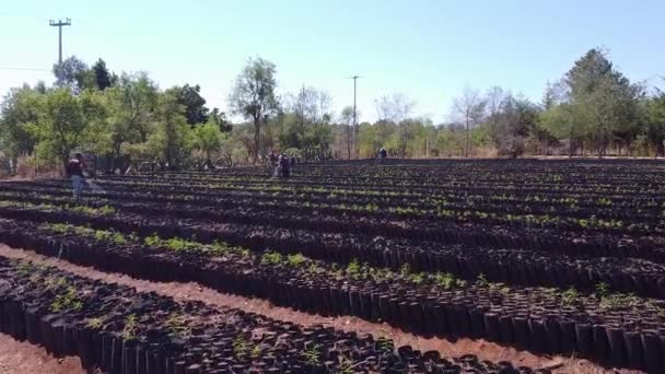 Ett Fält Fullt Persikoväxter Och Bönder Som Vattnar Växterna — Stockvideo