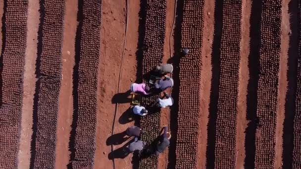 Drone Video Farmers Preparing Pots Peach Plants — Stock Video