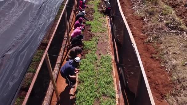 복숭아 농장에서 활동하는 일꾼들의 모습을 공중에서 — 비디오