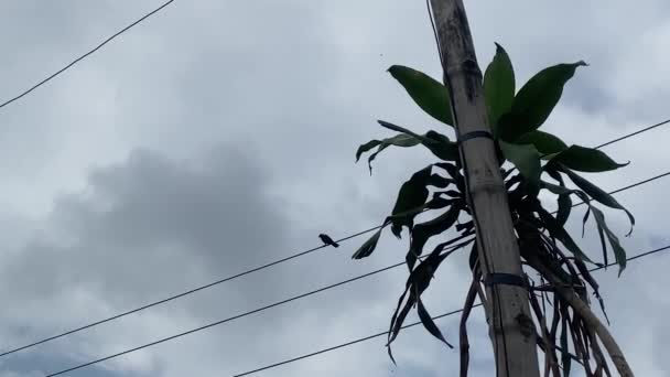 雨天在电线后面的白云移动 前景是竹竿 — 图库视频影像