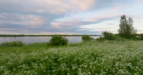 Paisaje Tranquilo Lago Exuberante Vegetación Laponia Norte Suecia Tiro Aéreo — Vídeo de stock