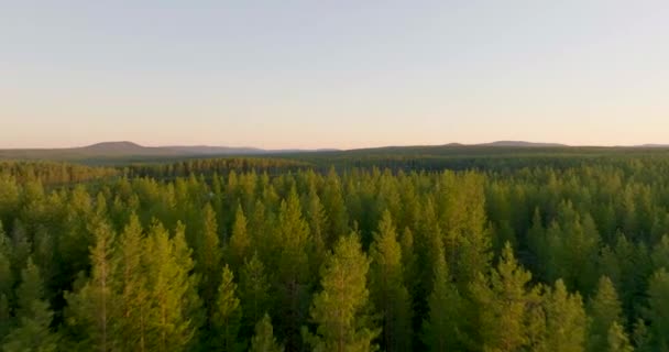 Voando Sobre Floresta Árvores Abeto Calmo Lago Lapônia Sueca Durante — Vídeo de Stock