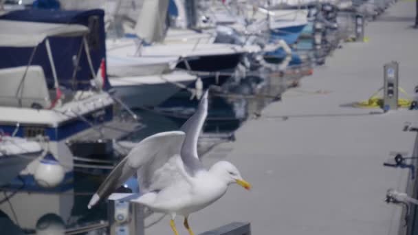 Mittelschwerer Handschuss Einer Möwe Einem Geländer Yachthafen Von Monaco Fliegt — Stockvideo