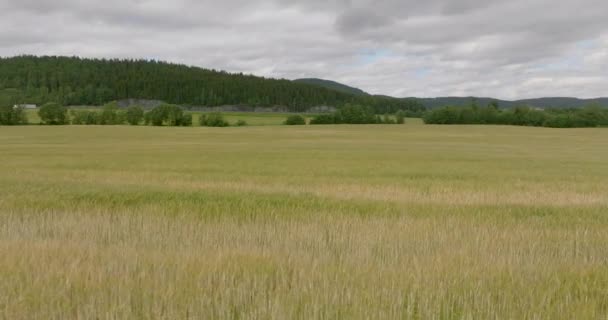 Schwenkblick Auf Die Weizenfeld Landschaft Tageslicht Drohnen Boden — Stockvideo