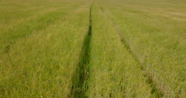 Die Landschaft Des Weizengrasfeldes Schwankt Während Der Wind Bläst Drohnenschuss — Stockvideo