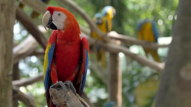 Red Macaw Parrot Standing Three Blue Gold Macaw Parrots Background — Stock Video