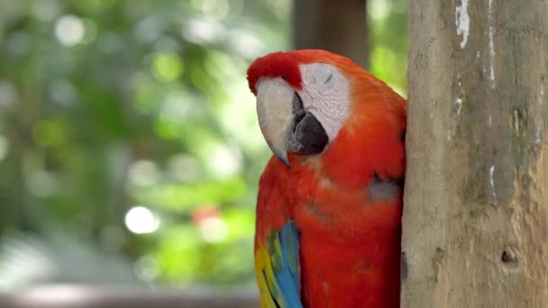 Uma Órbita Ligeira Volta Macaw Parrot Cansado Papagaio Encostado Árvore — Vídeo de Stock