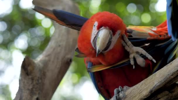 Blízko Papouška Jak Natahuje Křídlo Hlavou Nohy Nahoru Jóga Podle — Stock video