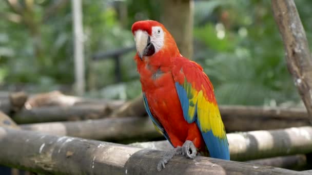 Red Macaw Berdiri Balok Kayu Coretan Kepala Sederhana Kedalaman Field — Stok Video