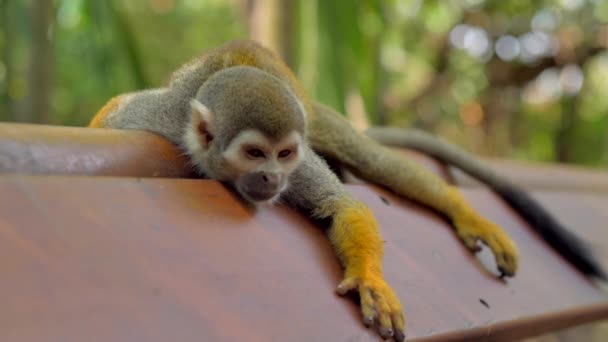 Zblízka Unavenou Veverčí Opici Ležící Zábradlí — Stock video