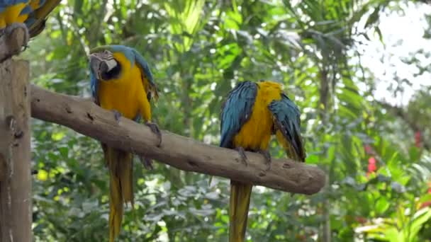青と黄色のマコーオウムのダンス 森林の背景 二大オウム — ストック動画