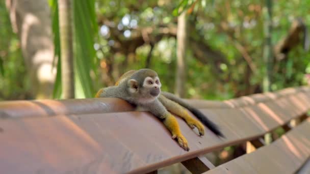 炎热的天气里 松鼠猴在树阴下躺在扶手上 — 图库视频影像