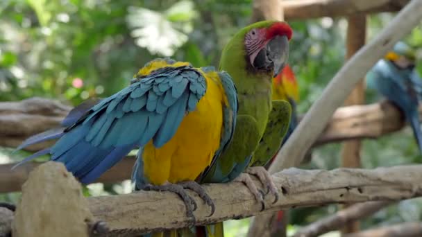Πτέρυγα Καθαρισμού Παπαγάλων Blue Gold Macaw Great Green Macaw Δίπλα — Αρχείο Βίντεο