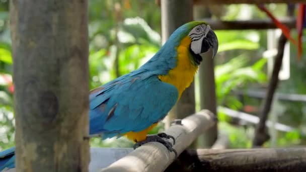 Blue Och Gold Macaw Vänder Sig Nära Maten Solskyddsmedel — Stockvideo