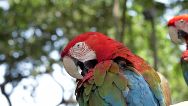 Red Macaw Papağanına Yaklaş Tele Lens Kendini Temizleyen Papağanın Etrafında — Stok video