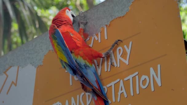 Red Macaw Papegoja Hänger Gammal Skylt Street Träning Med Papegoja — Stockvideo