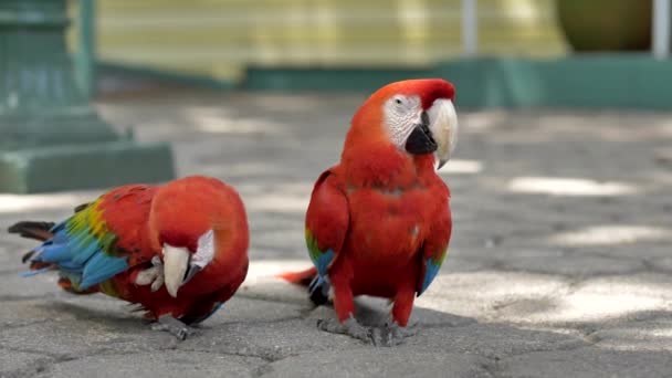 Twee Rode Macaw Papegaaien Straat Zoek Aandacht Van Elkaar Ondiepe — Stockvideo