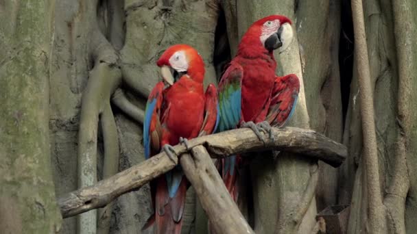 Two Parrots Sitting Rainforest Tree Branch Red Macaw Rainforest — Stock Video
