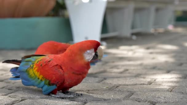 Dva Papoušci Papoušků Kteří Projevují Náklonnost Ulicích Střední Ameriky Čistá — Stock video
