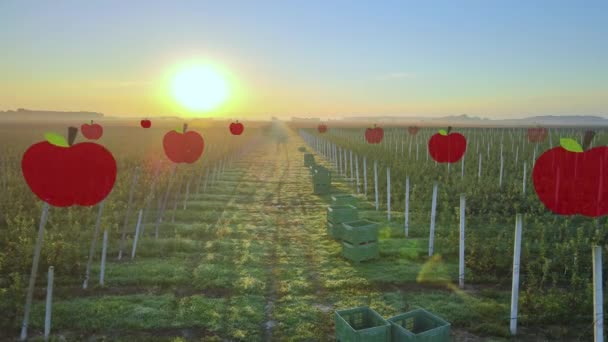 Drone Flyga Över Ekologisk Apple Farm Kontroll Och Skanna Växterna — Stockvideo