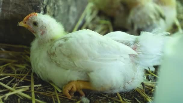 Pollo Que Pone Las Pajitas — Vídeo de stock